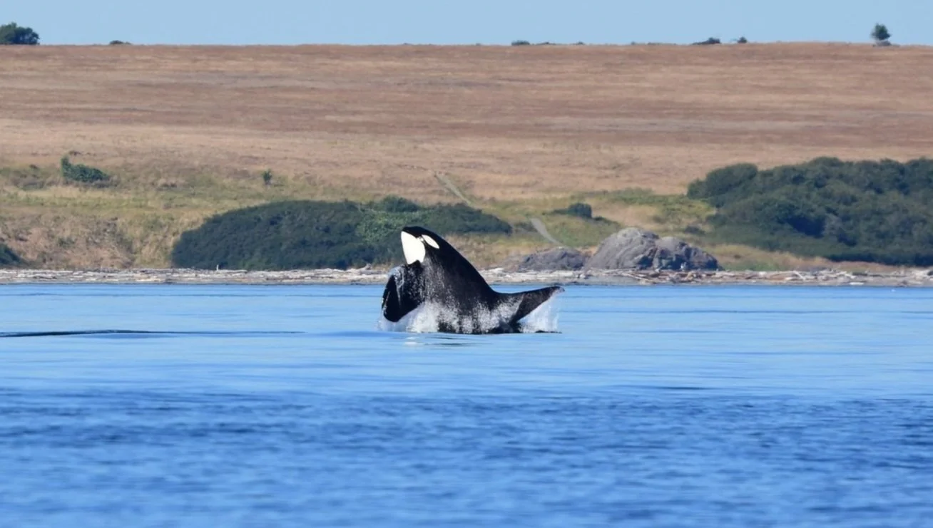 J38 Cookie - Whale Feature — Cetus